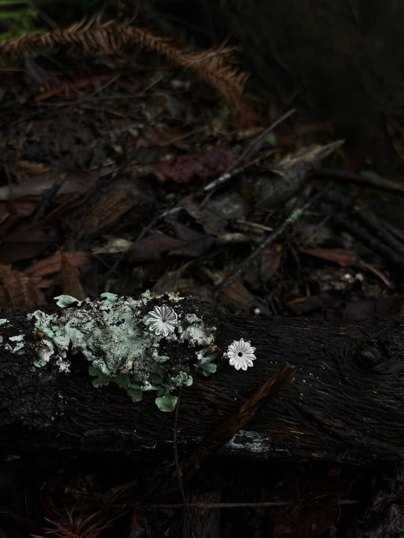KUÂN KUÂN 綠植系列 罌粟花耳環 純銀