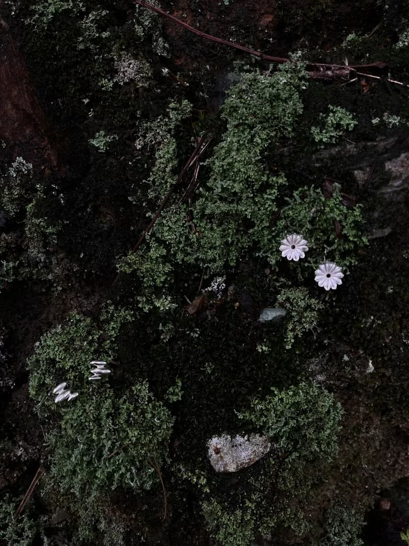 KUÂN KUÂN 綠植系列 罌粟花耳環 純銀