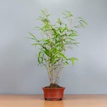 【風水植物】小品盆景 盆栽推薦 送禮推薦
