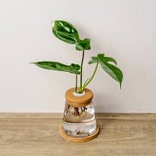 龍爪蔓綠絨 三角水耕盆栽 室內植物 觀葉植物 禮物 水培