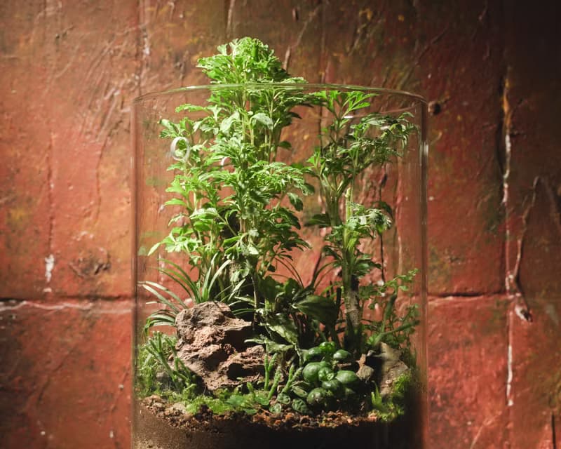 【生態缸－福氣滿庭】微景觀 室內植栽 禮物 辦公室擺設