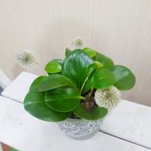 圓葉發財樹(圓葉椒草)水泥盆 佈置空間或送禮心意皆適宜