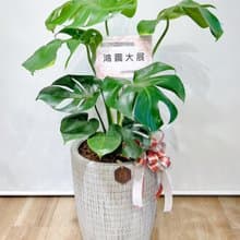 人氣龜背芋落地植栽|  居家、開幕送禮盆栽【新竹地區限定免運】