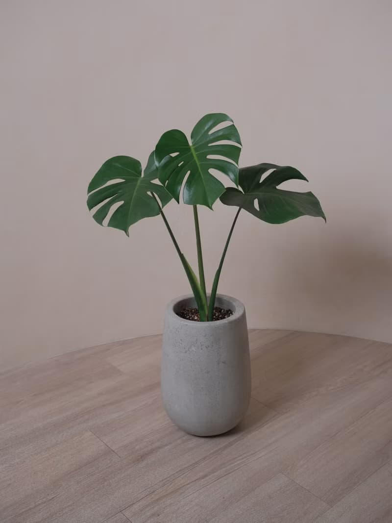 龜背芋