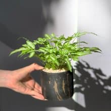 質感升級 大理石紋 鳳尾蕨小品盆栽 | 居家辦公好夥伴 WFH