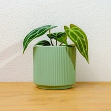 水晶花燭綠陶盆 桌上盆栽 室內植物 開幕送禮 喬遷禮物