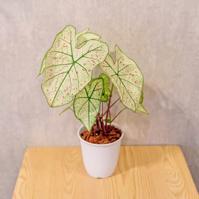 草莓之星 彩葉芋 日式塑陶盆 室內植物 觀葉植物 禮物 辦公室小物