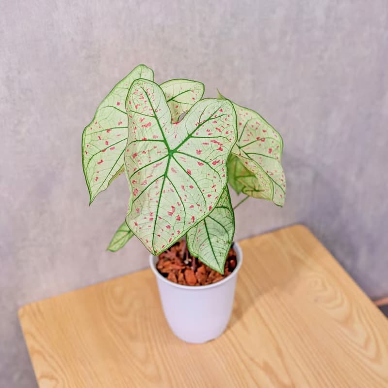 草莓之星 彩葉芋 日式塑陶盆 室內植物 觀葉植物 禮物 辦公室小物