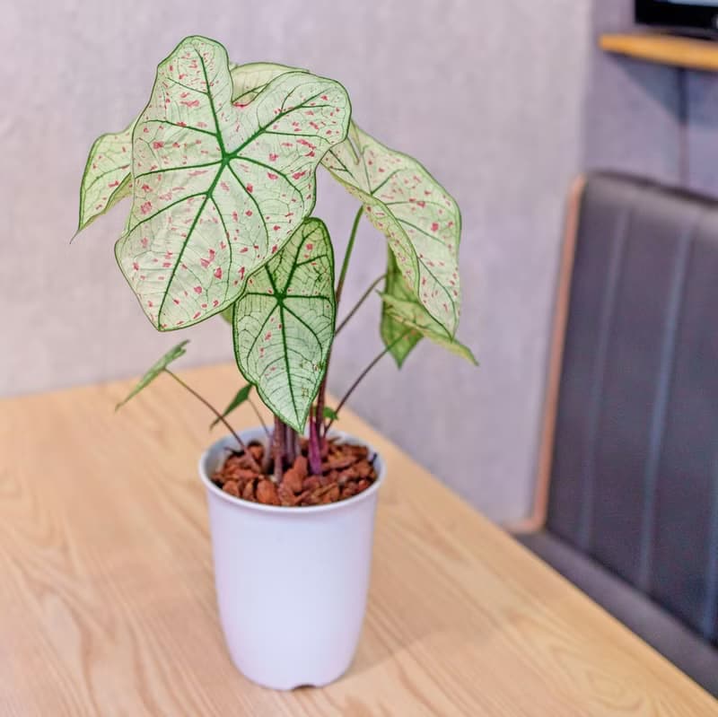 草莓之星 彩葉芋 日式塑陶盆 室內植物 觀葉植物 禮物 辦公室小物