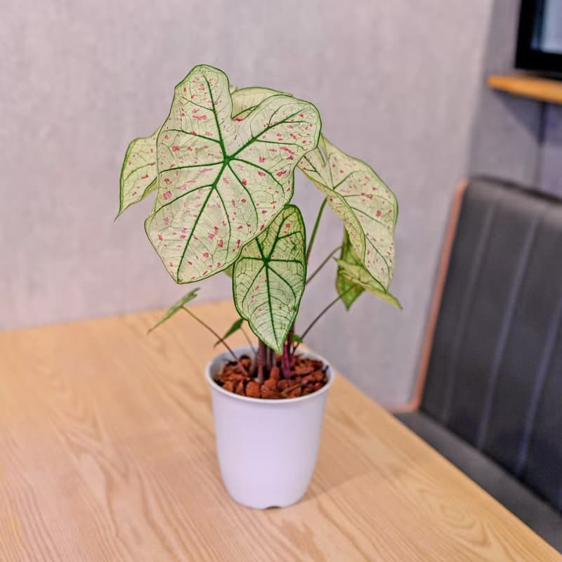 草莓之星 彩葉芋 日式塑陶盆 室內植物 觀葉植物 禮物 辦公室小物