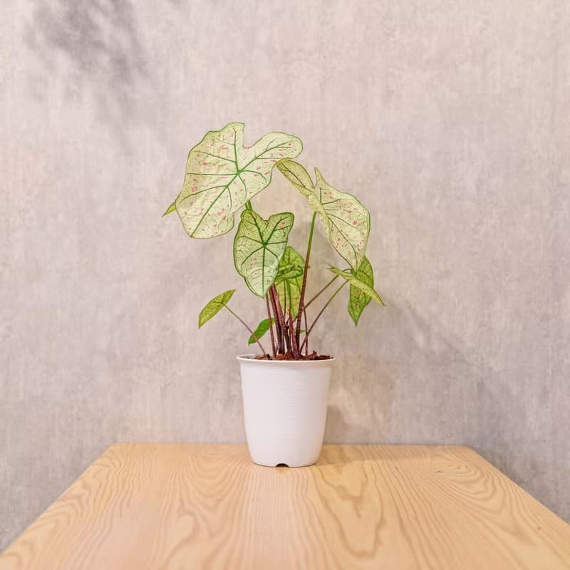 草莓之星 彩葉芋 日式塑陶盆 室內植物 觀葉植物 禮物 辦公室小物