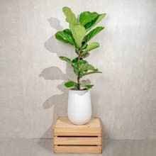 琴葉榕白水滴磨石盆栽 開幕花盆 觀葉植物 居家裝飾 巧繪網植物館