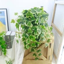 高擬真綠白邊長春藤植栽/環境綠化/擬真植栽/藤蔓植物/居家佈置