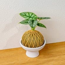 苔球植物 銀龍觀音蓮咖啡綠苔球加磨砂高腳缽 苔球 苔玉 禮物