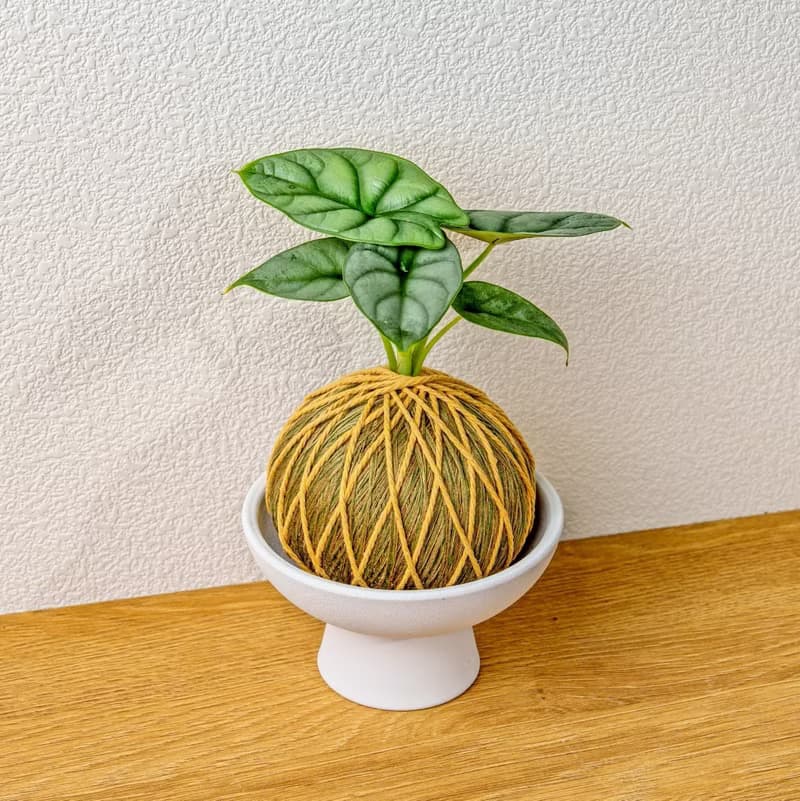 苔球植物 銀龍觀音蓮咖啡綠苔球加磨砂高腳缽 苔球 苔玉 禮物