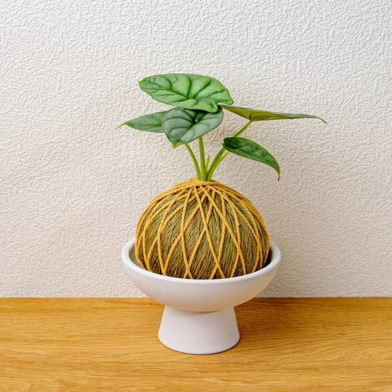 苔球植物 銀龍觀音蓮咖啡綠苔球加磨砂高腳缽 苔球 苔玉 禮物