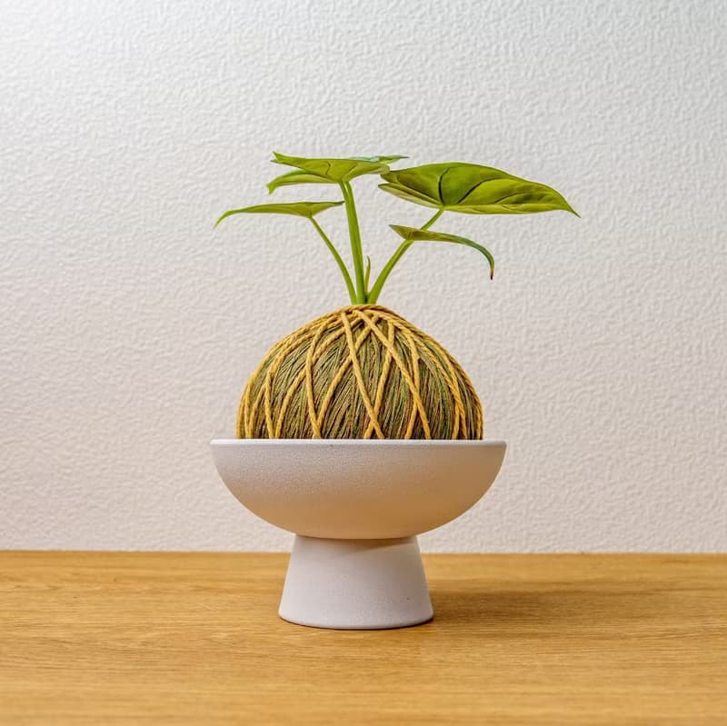 苔球植物 銀龍觀音蓮咖啡綠苔球加磨砂高腳缽 苔球 苔玉 禮物