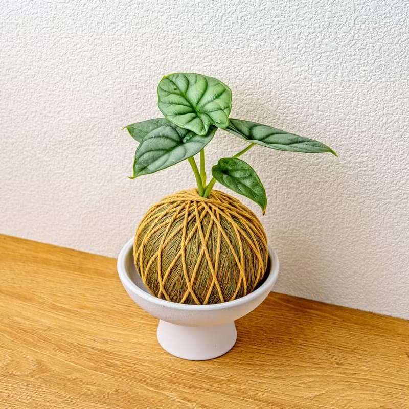 苔球植物 銀龍觀音蓮咖啡綠苔球加磨砂高腳缽 苔球 苔玉 禮物