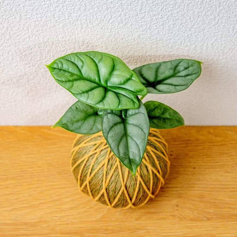 苔球植物 銀龍觀音蓮咖啡綠苔球加磨砂高腳缽 苔球 苔玉 禮物
