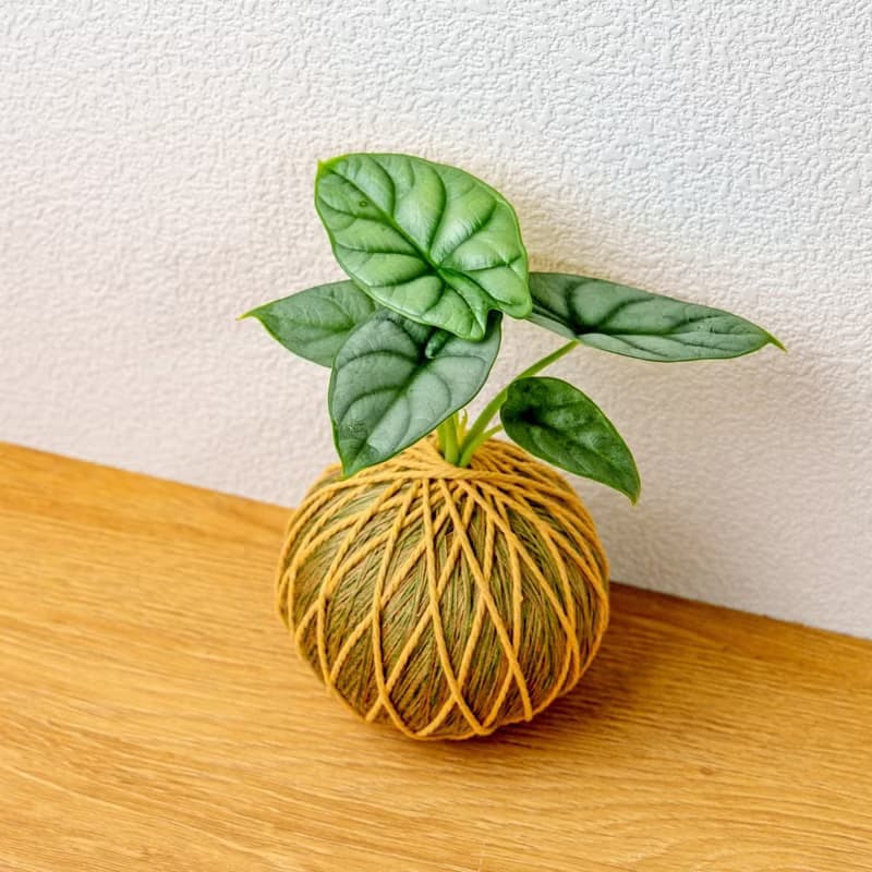 苔球植物 銀龍觀音蓮咖啡綠苔球加磨砂高腳缽 苔球 苔玉 禮物