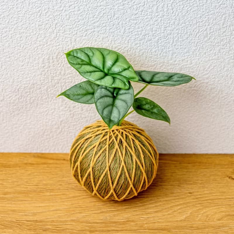 苔球植物 銀龍觀音蓮咖啡綠苔球加磨砂高腳缽 苔球 苔玉 禮物