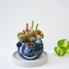 【限量一盆】台灣黑熊多肉組合 陶物盆栽