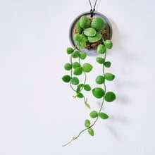 騷包毬蘭│水泥上板植栽│室內植物│窗邊植物│觀葉植物