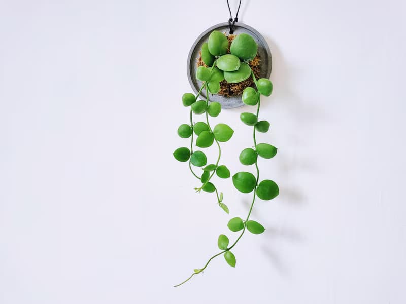 騷包毬蘭│水泥上板植栽│室內植物│窗邊植物│觀葉植物