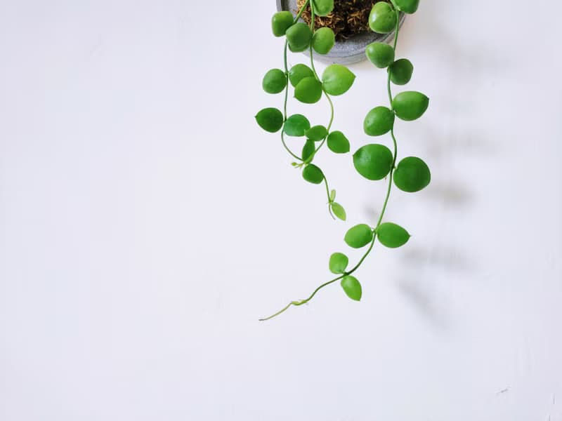 騷包毬蘭│水泥上板植栽│室內植物│窗邊植物│觀葉植物