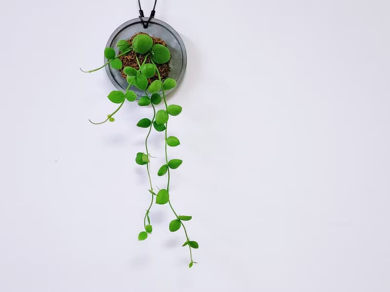 騷包毬蘭│水泥上板植栽│室內植物│窗邊植物│觀葉植物