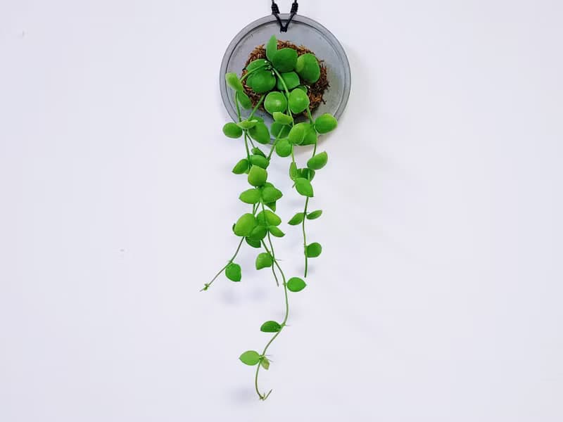 騷包毬蘭│水泥上板植栽│室內植物│窗邊植物│觀葉植物