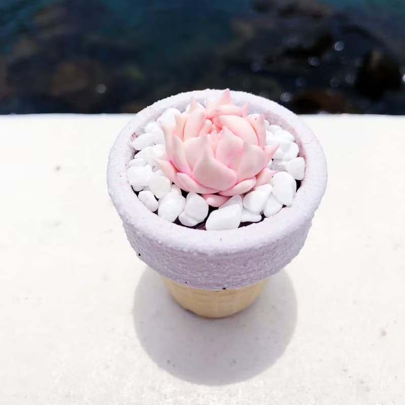 雪糕筒造型花盆——月影石蓮花Echeveria elegans ' alba '