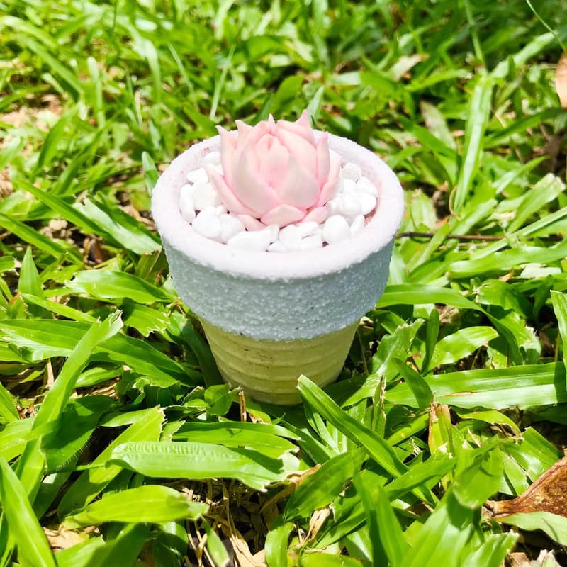 雪糕筒造型花盆——月影石蓮花Echeveria elegans ' alba '