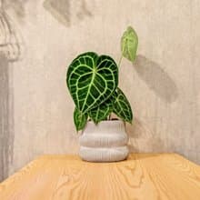 圓葉花燭 曲線條紋水泥小盆栽 辦公室植栽 開幕送禮 喬遷禮物