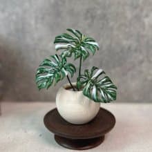 白斑龜背芋－手工革製小盆栽 送禮