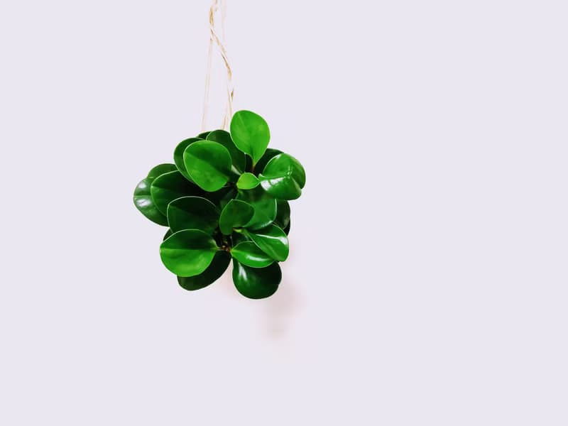 圓葉椒草苔球│板植│窗邊植物│觀葉植物