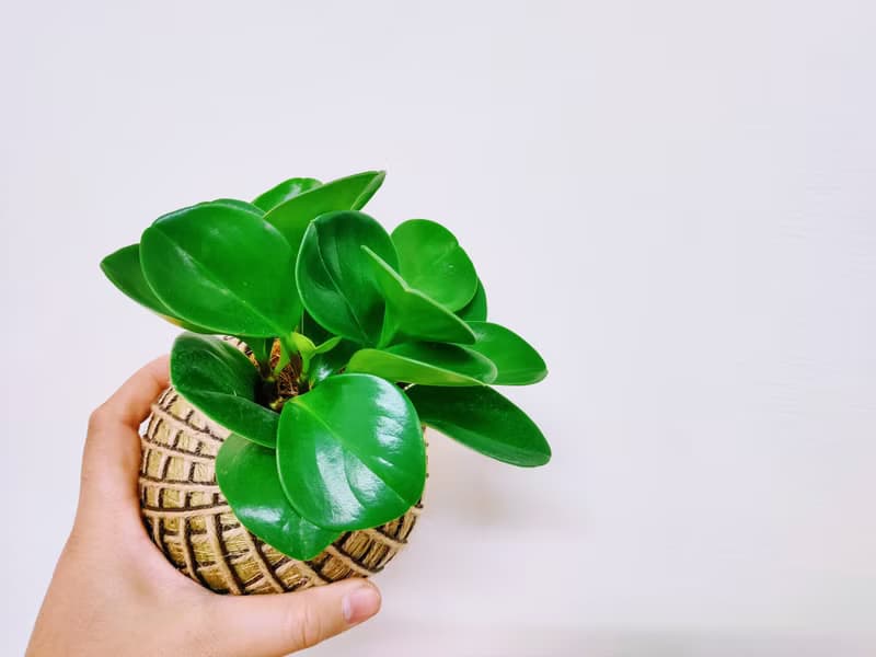 圓葉椒草苔球│板植│窗邊植物│觀葉植物
