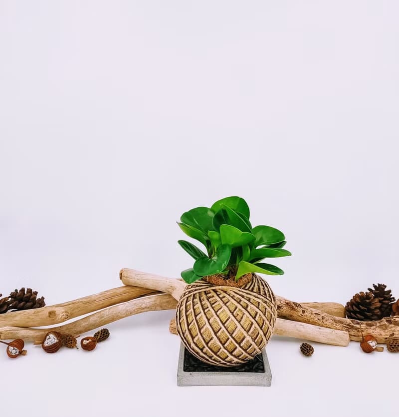 圓葉椒草苔球│板植│窗邊植物│觀葉植物