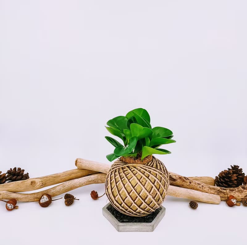 圓葉椒草苔球│板植│窗邊植物│觀葉植物