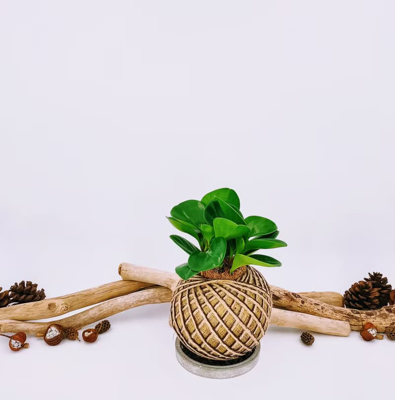 圓葉椒草苔球│板植│窗邊植物│觀葉植物