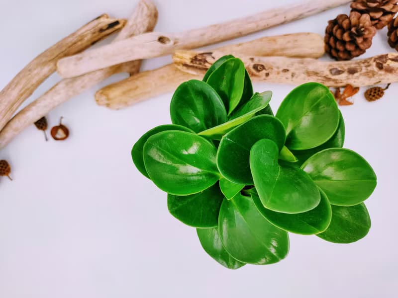 圓葉椒草苔球│板植│窗邊植物│觀葉植物