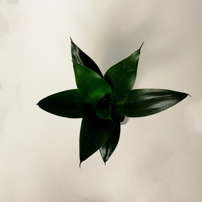 翡翠虎尾蘭│泥作系列│福所栽