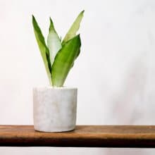 【室內盆栽】銀后虎尾蘭盆栽 虎尾蘭  觀葉植物 綠化 盆栽 送禮