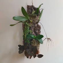 靜謐之鑽 - 香檳樹皮板植物上板