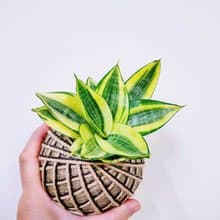黃金虎尾蘭苔球│室內植物│陽台植物│觀葉植物