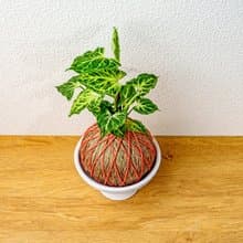 苔球植物 蠟染合果芋橘綠苔球加磨砂高腳缽 苔球 苔玉 禮物 送禮