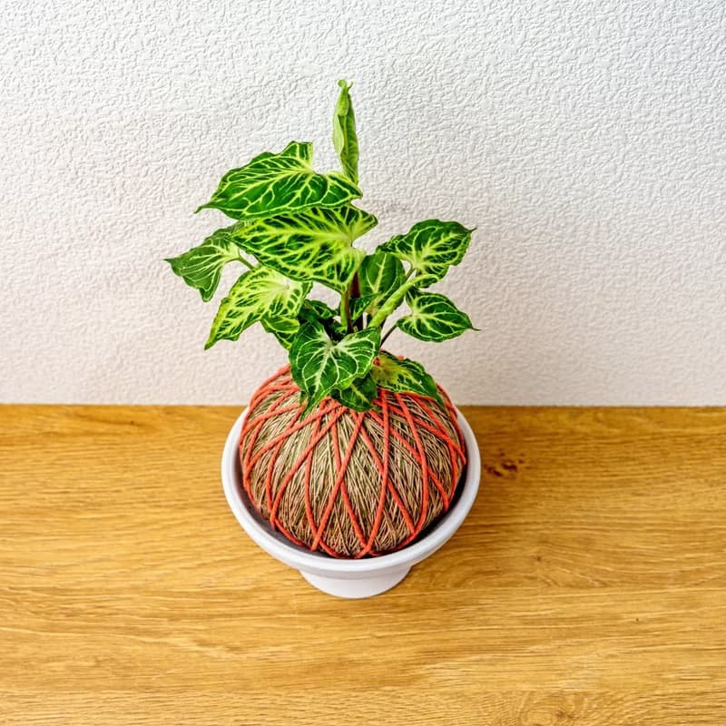 苔球植物 蠟染合果芋橘綠苔球加磨砂高腳缽 苔球 苔玉 禮物 送禮