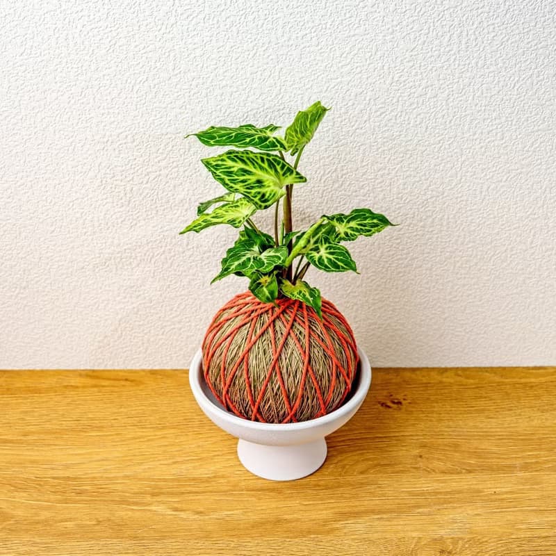 苔球植物 蠟染合果芋橘綠苔球加磨砂高腳缽 苔球 苔玉 禮物 送禮