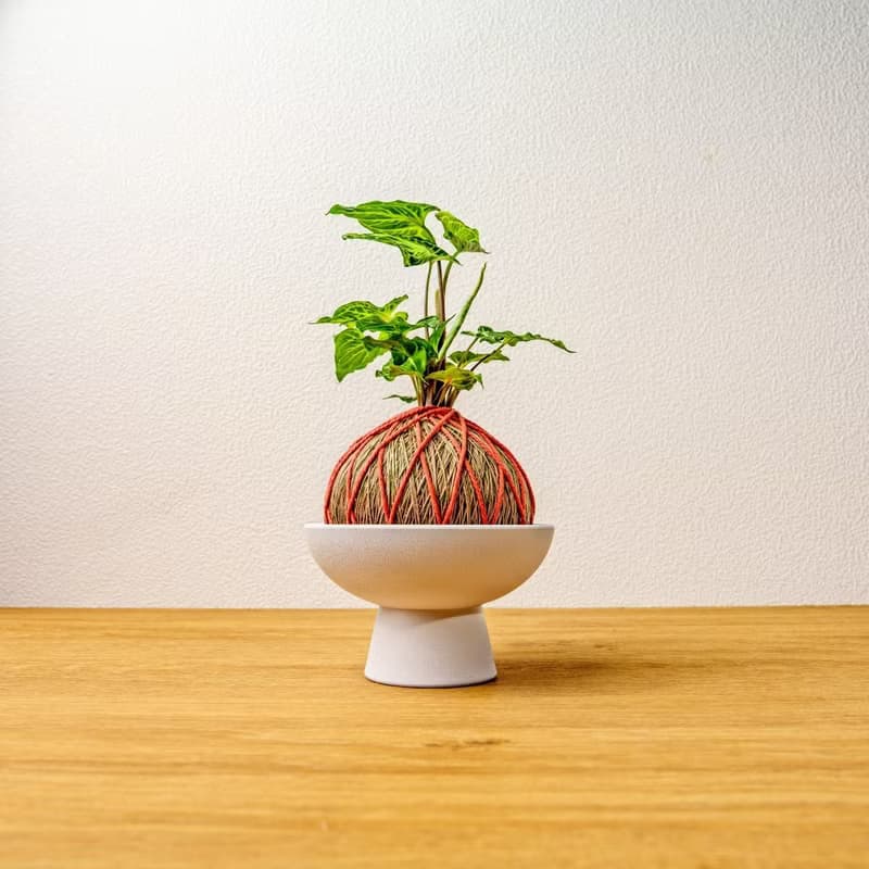 苔球植物 蠟染合果芋橘綠苔球加磨砂高腳缽 苔球 苔玉 禮物 送禮