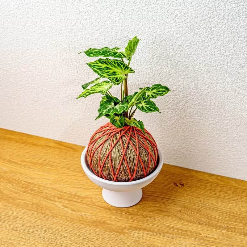 苔球植物 蠟染合果芋橘綠苔球加磨砂高腳缽 苔球 苔玉 禮物 送禮